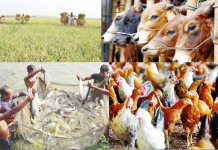 Bangladesh: From a basket case to a middle-income country Farm growth propels Bangladesh’s faster economic progress (Courtesy: Dhaka Tribune)